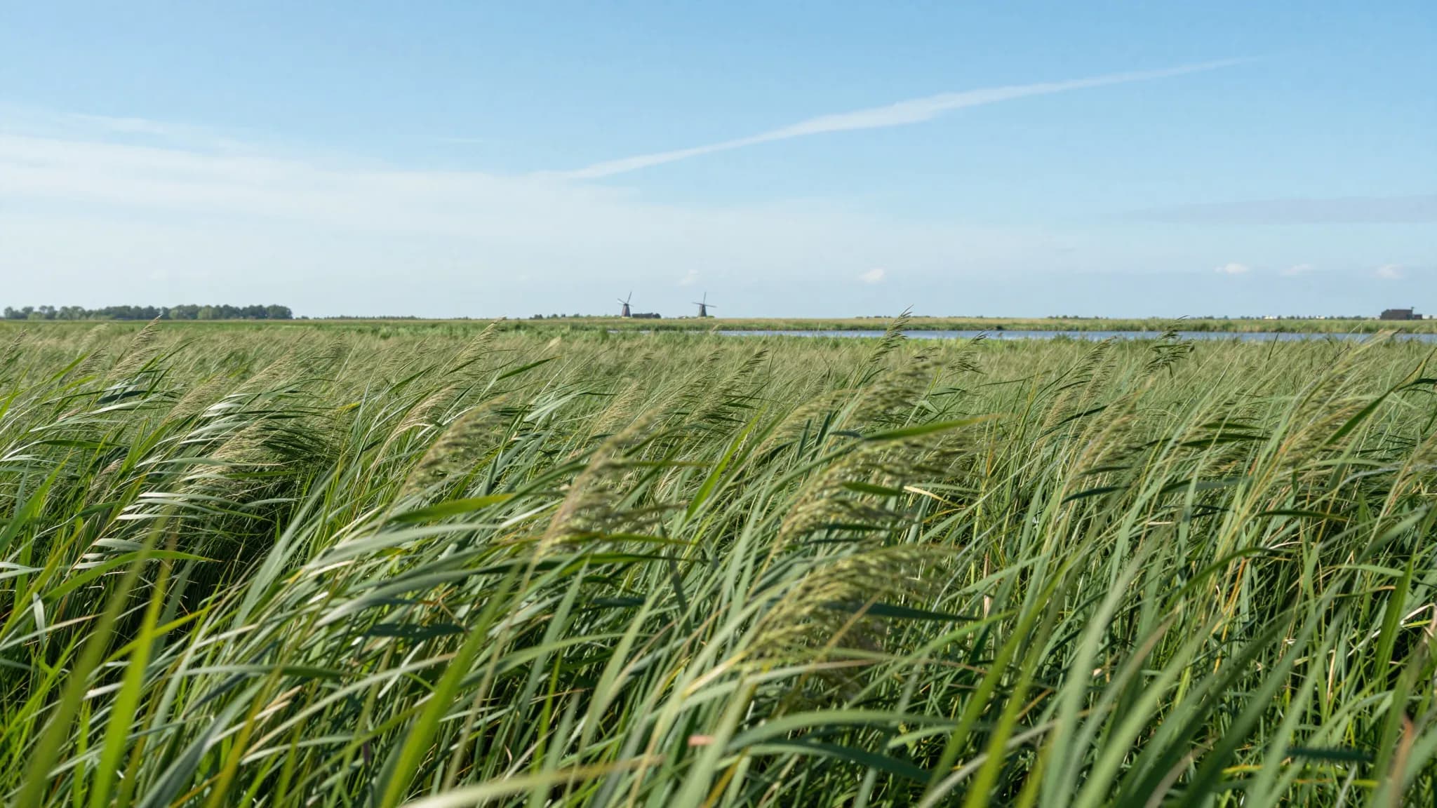 Rietkraag en sloot in de polder, met molens aan de horizon